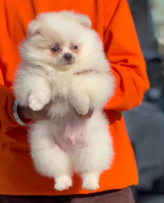 Buy Male Toy Pomeranian  Puppy from Ahmedabad